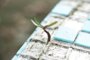 A sprout pushes through worn blue cement tiles, symbolizing resilience, survival, and new life.
