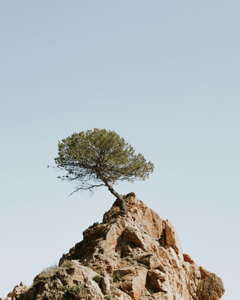 A solitary tree stands atop a rocky cliff, symbolizing resilience amidst rugged nature.