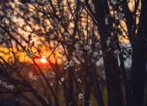 Capture the serene beauty of a sunset filtering through blossoming trees, a perfect spring evening. awakening, liberation, awareness, consciousness