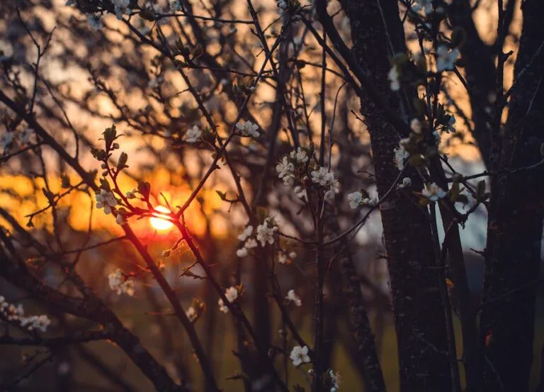 Capture the serene beauty of a sunset filtering through blossoming trees, a perfect spring evening. awakening, liberation, awareness, consciousness